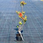 Azalka veľkokvetá (Azalea Mollis) ´GIBRALTAR´ - výška 40-60 cm, kont. C1L